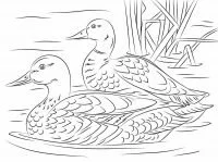 Ducks Coloring Pages 44