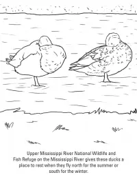 Patos Para Colorear 56