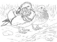 Enten Ausmalbilder 58