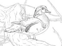 Patos Para Colorear 66