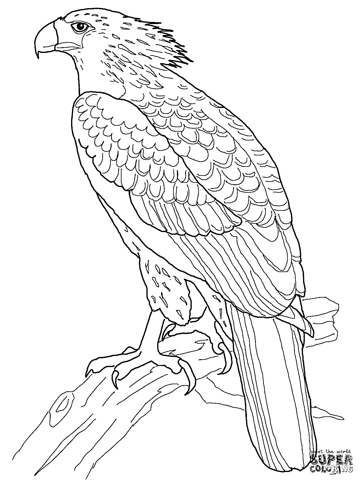 aguilas Para Colorear