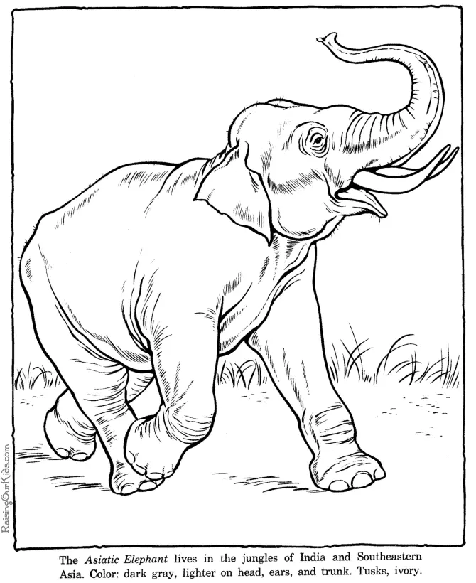 Elefant Ausmalbilder 2