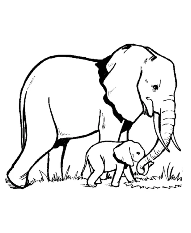 Elefant Ausmalbilder 9