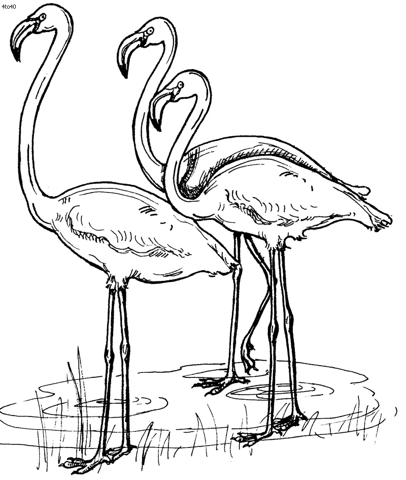 Ausmalbilder Flamingo 1