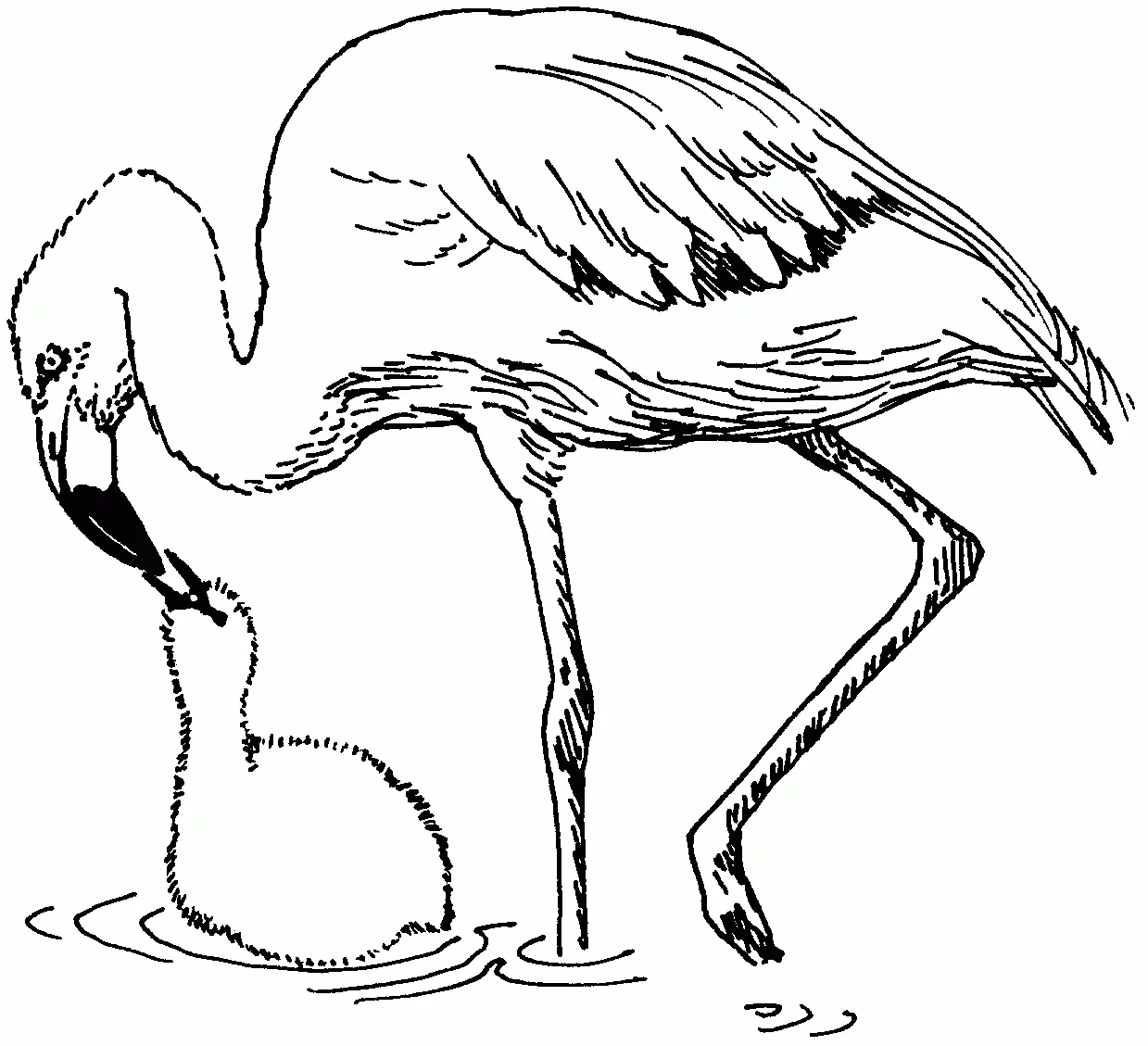 Ausmalbilder Flamingo 12