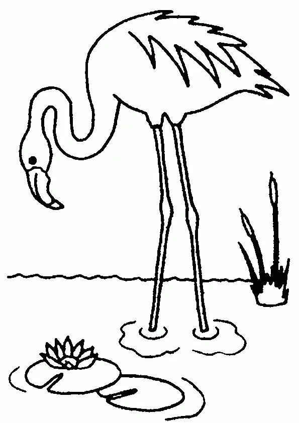 Ausmalbilder Flamingo 18