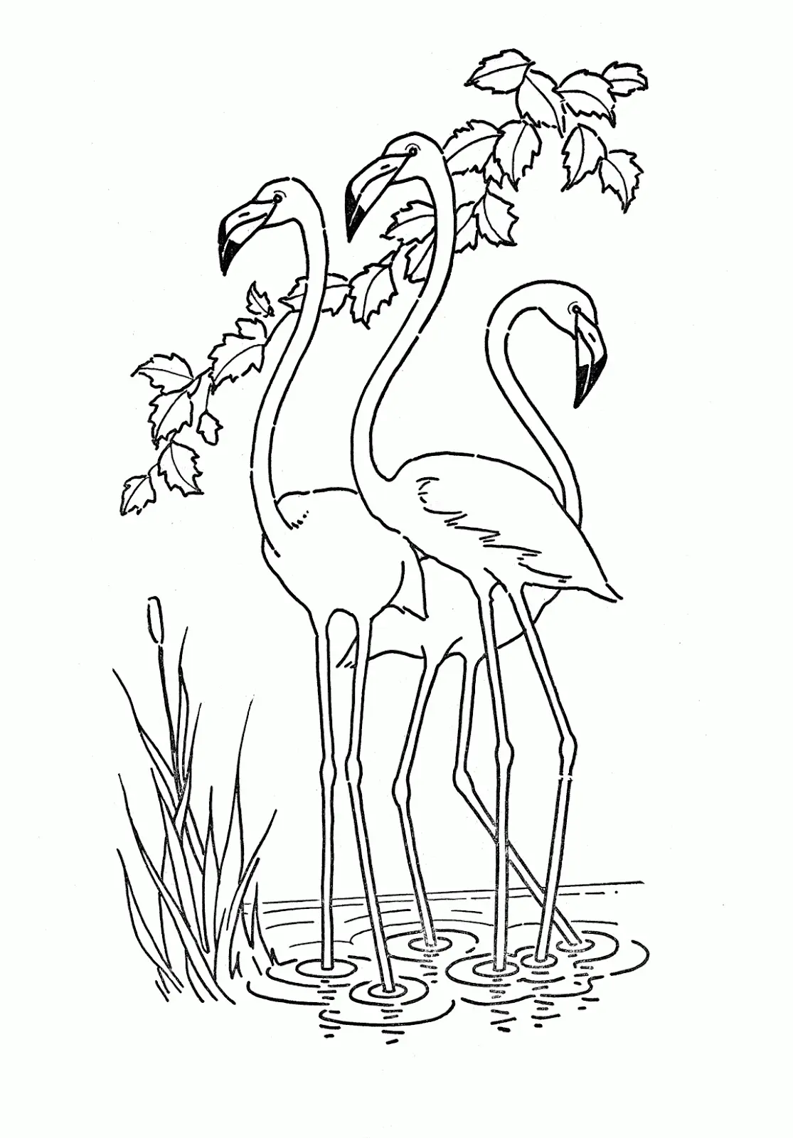 Ausmalbilder Flamingo 2