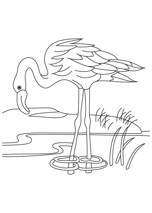 Flamingo Coloring Pages 24