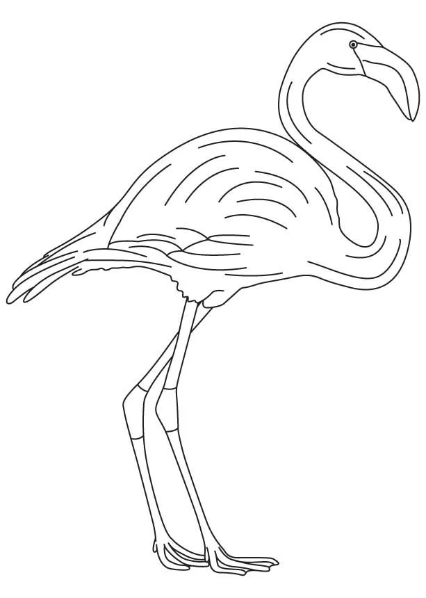 Flamingo Coloring Pages 26