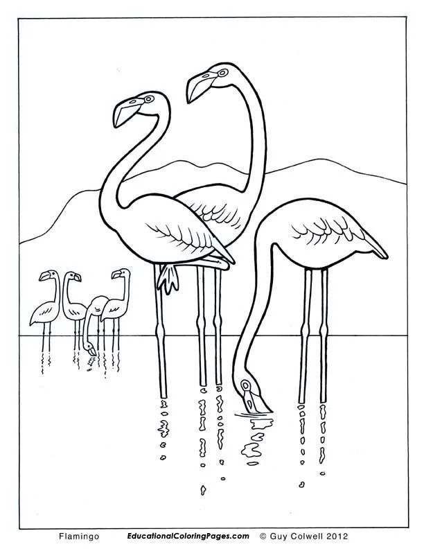 Ausmalbilder Flamingo 33