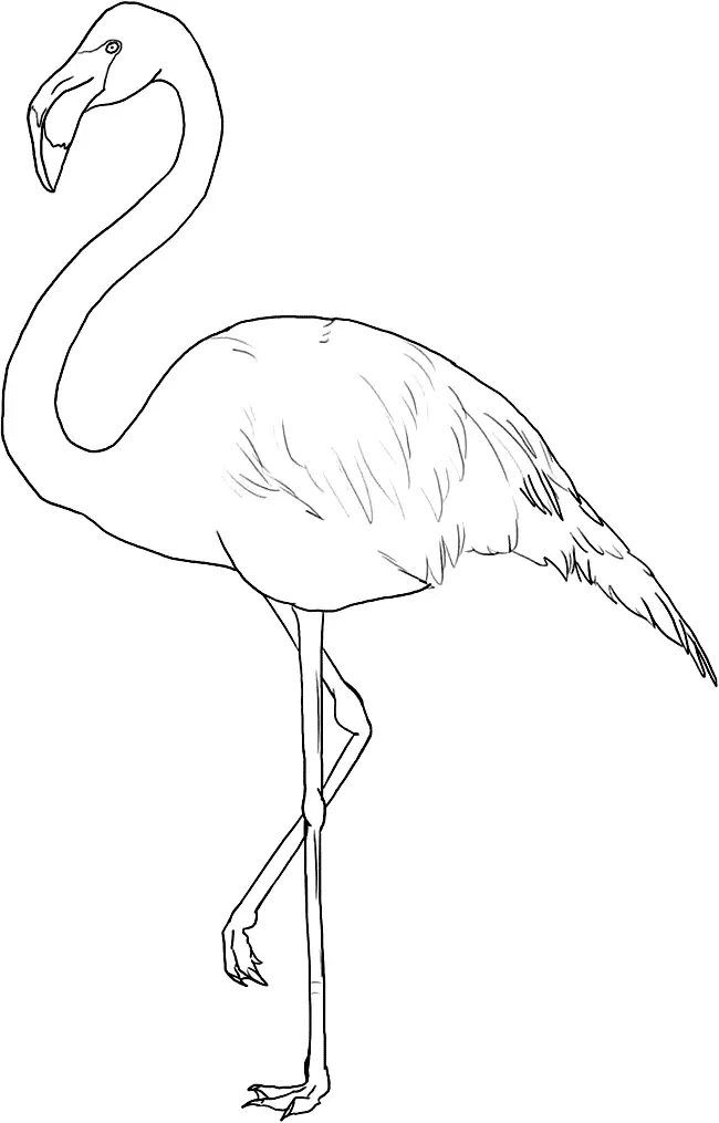 Ausmalbilder Flamingo 6