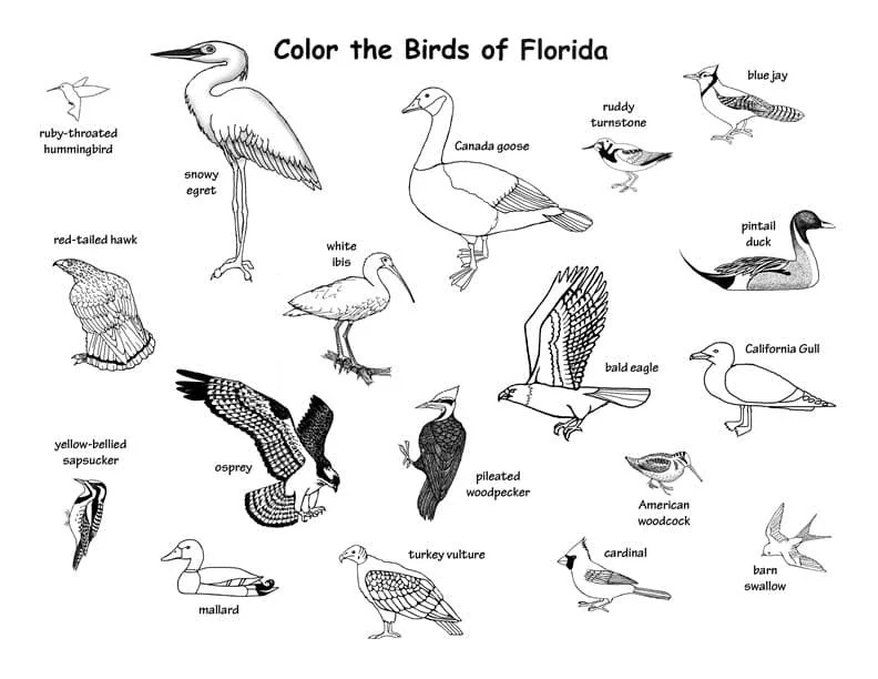 Florida Ausmalbilder 35