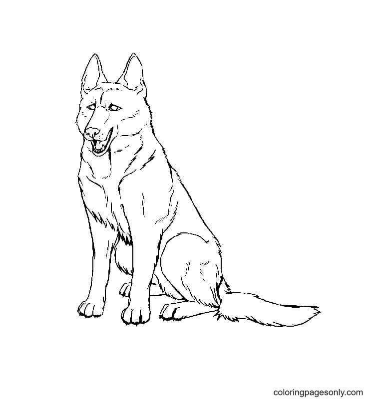 German Shepherd Coloring Pages 23