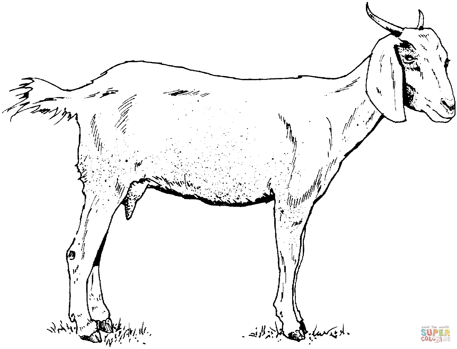 Cabras Para Colorear 1