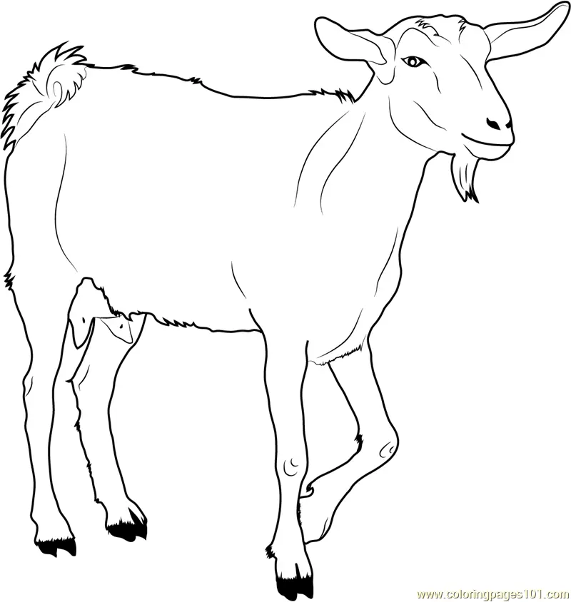 Cabras Para Colorear 17