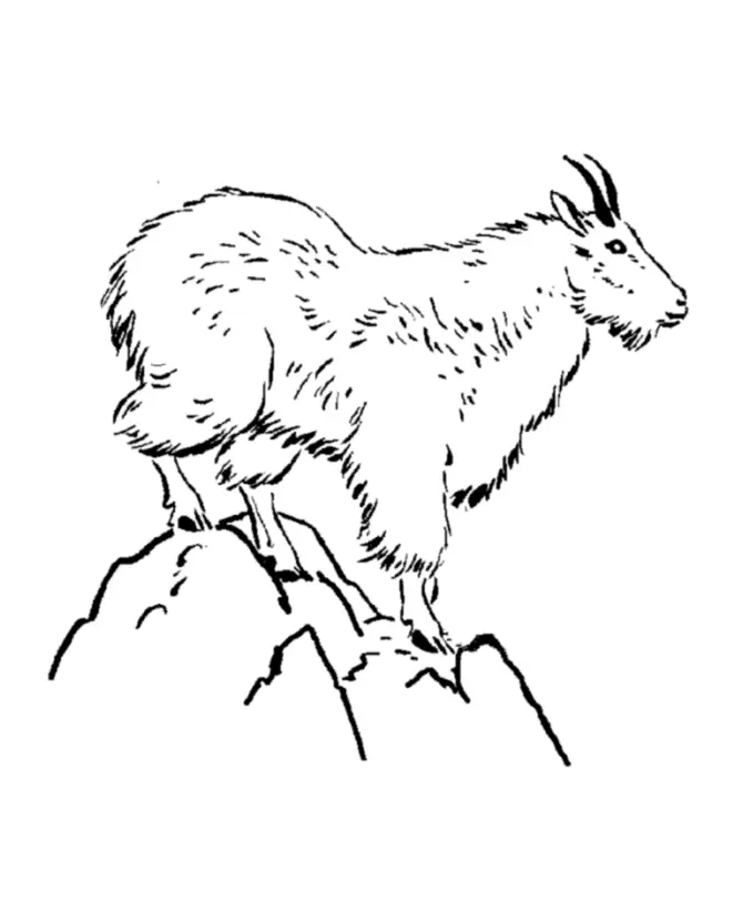 Cabras Para Colorear 25