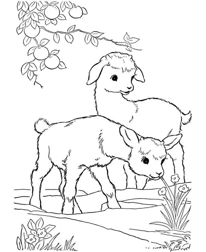 Cabras Para Colorear 28