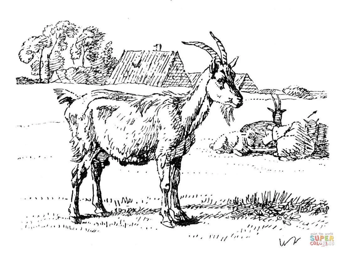 Cabras Para Colorear 29