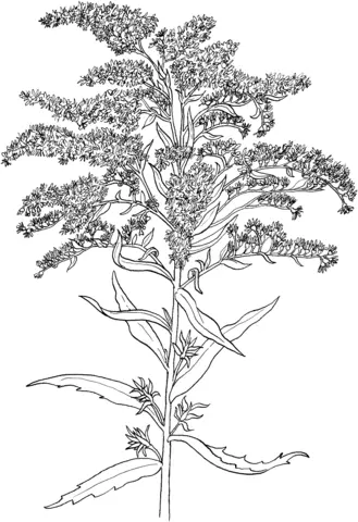 Desenhos para colorir Goldenrod 4