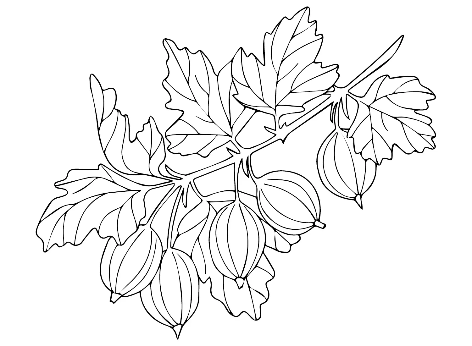 Gooseberry Coloring Pages 1