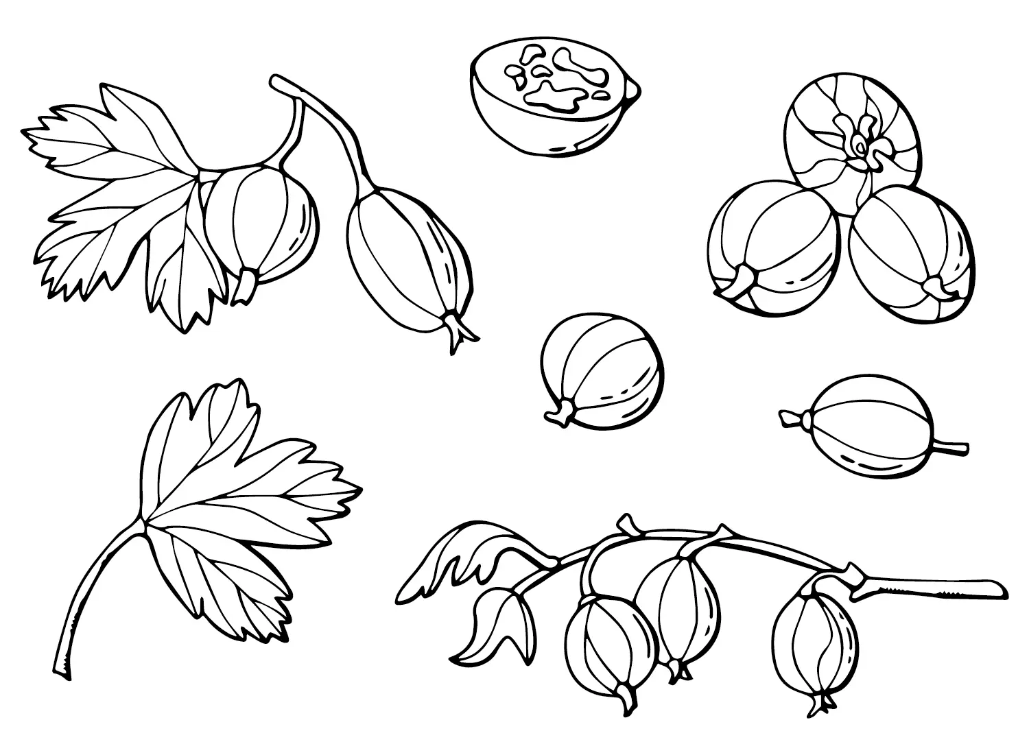 Gooseberry Coloring Pages 13