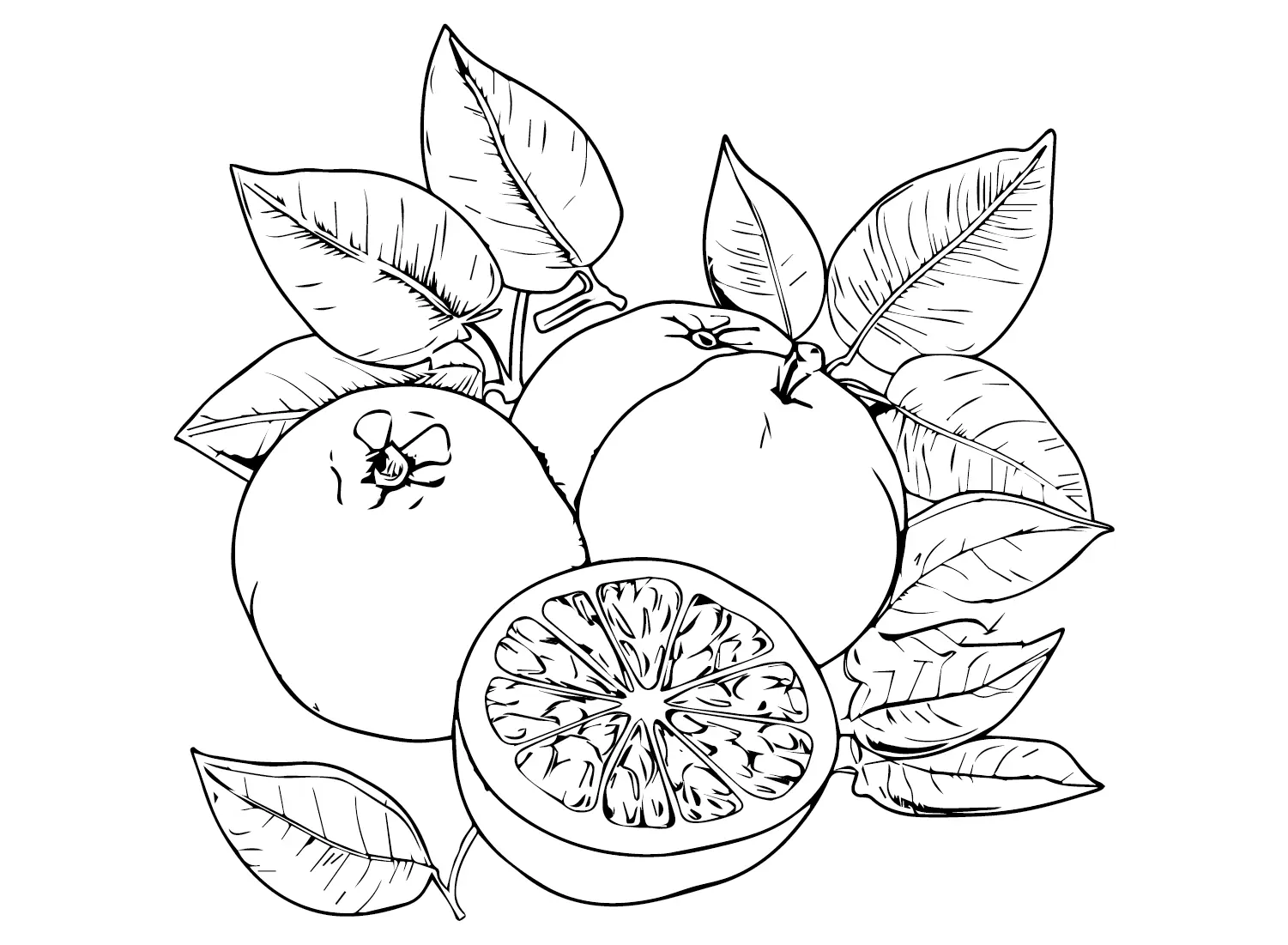 Grapefruit Ausmalbilder 18