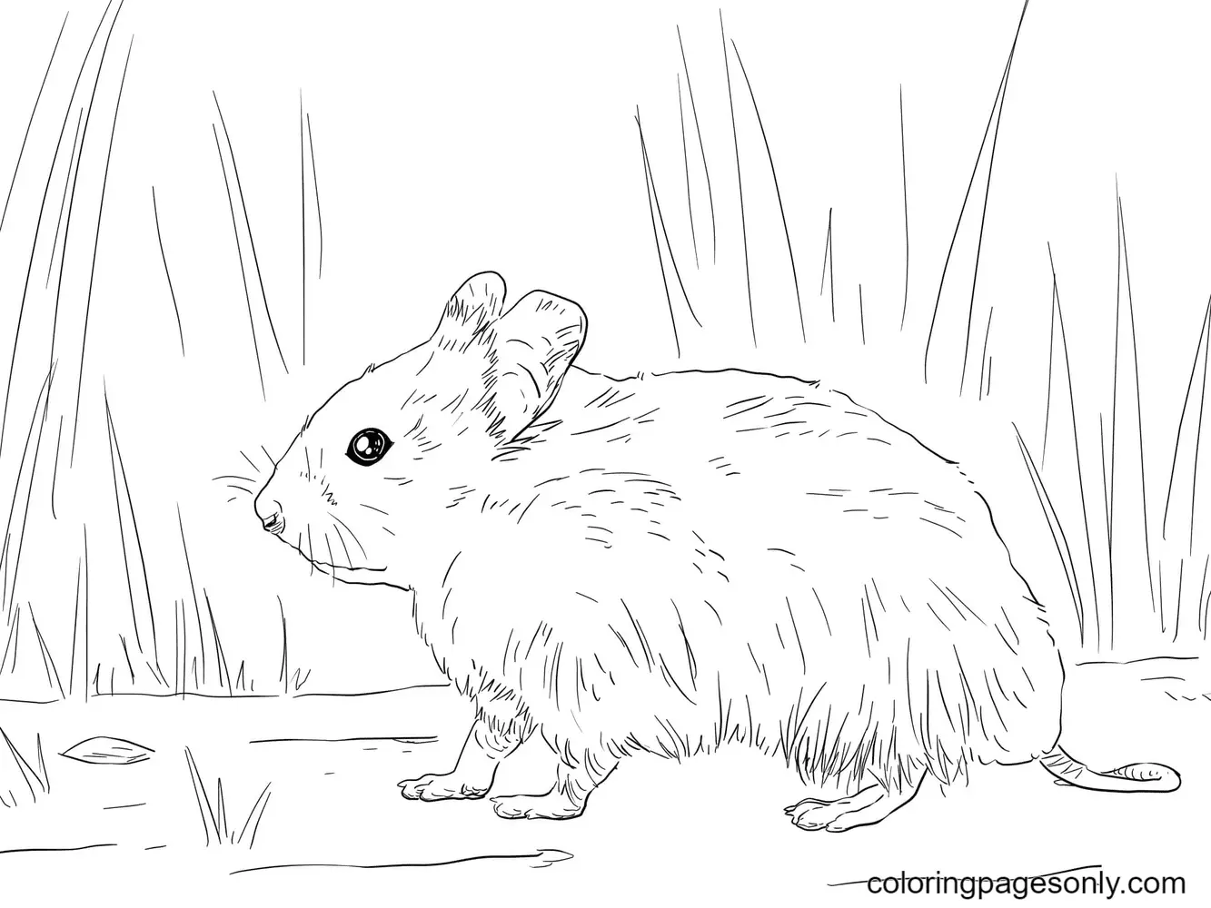 Desenhos de Hamster Para Colorir 14