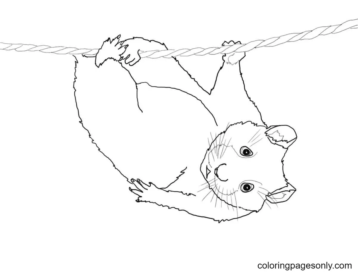 Desenhos de Hamster Para Colorir 45