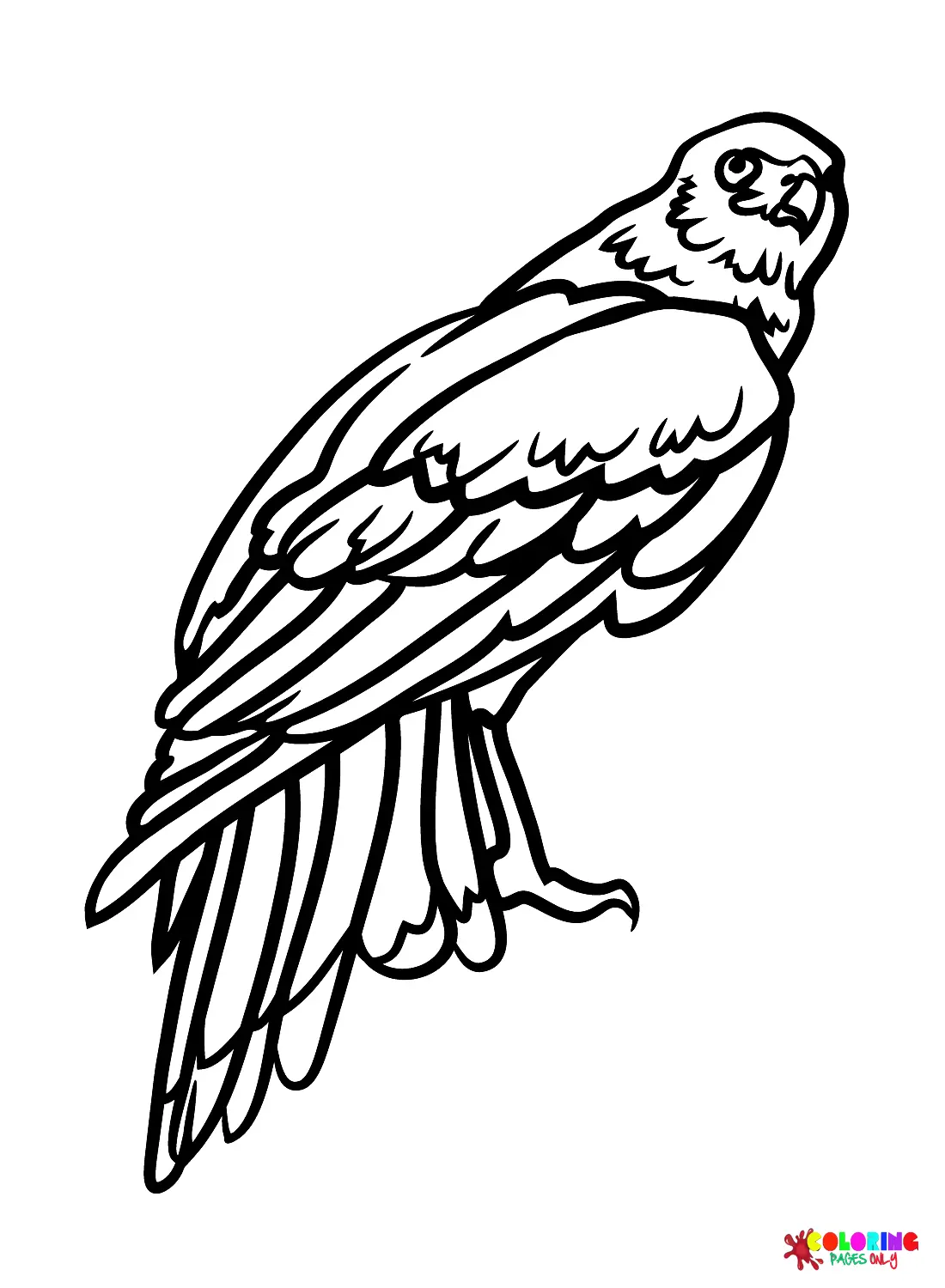 Hawks Coloring Pages 4