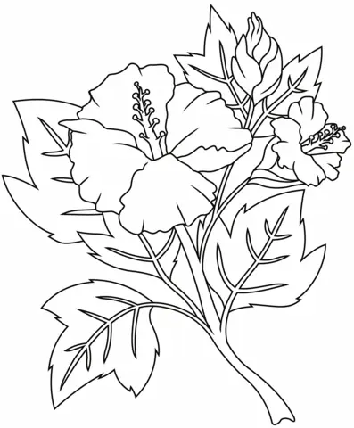 Hibiskus Ausmalbilder 15