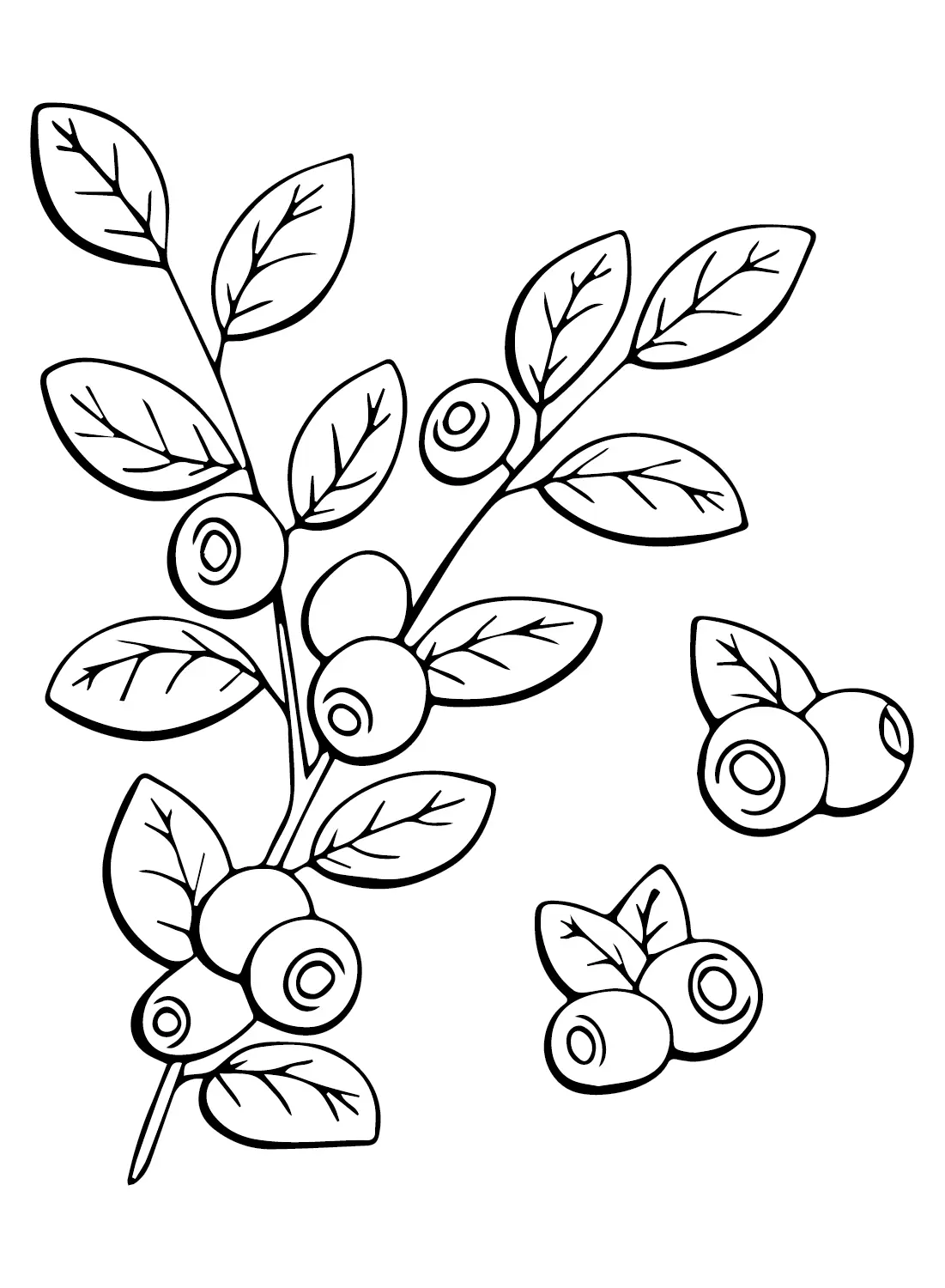 Desenhos de Baga de Murta Para Colorir