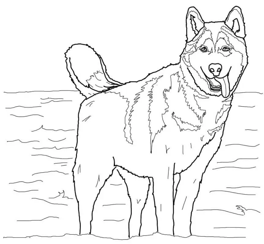 Husky Para Colorear 27