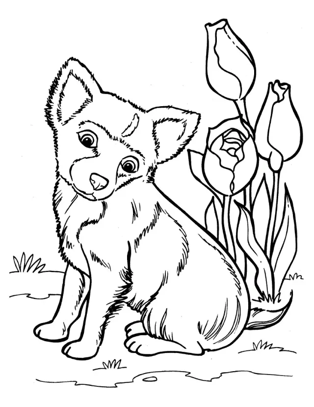 Husky Para Colorear 30