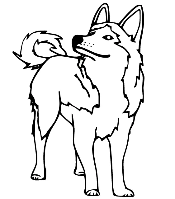 Husky Para Colorear 31