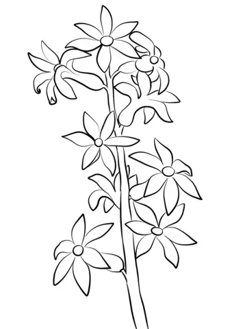 Jacinto Para Colorear