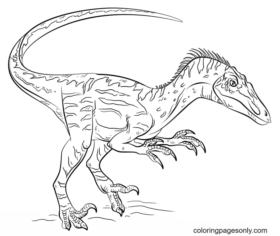 Desenhos de Jurassic World Para Colorir 15