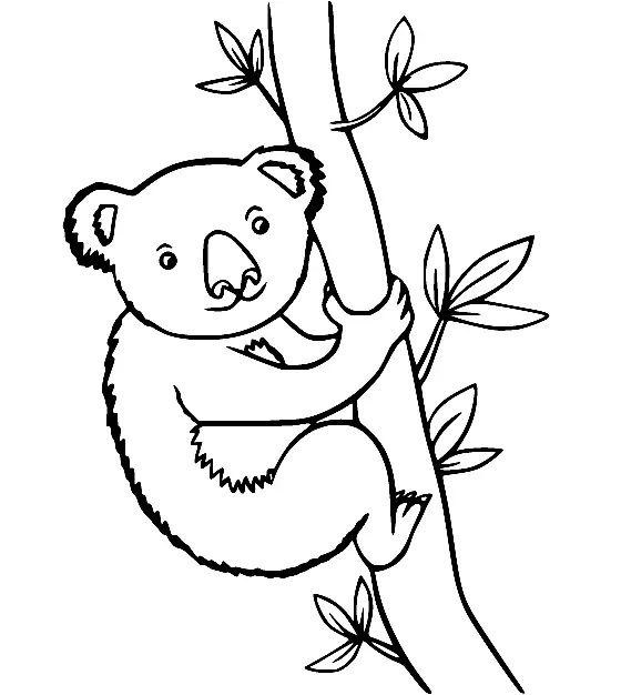 Koalas Para Colorear 51