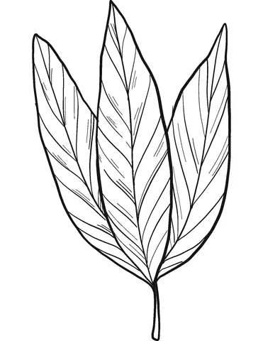 Desenhos de Louro Para Colorir 14