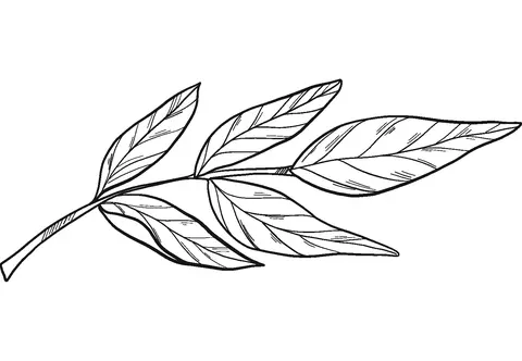 Desenhos de Louro Para Colorir 18