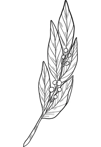 Desenhos de Louro Para Colorir 26