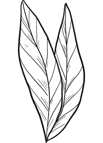 Desenhos de Louro Para Colorir 8