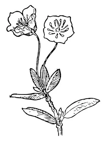 Desenhos de Louro Para Colorir 9