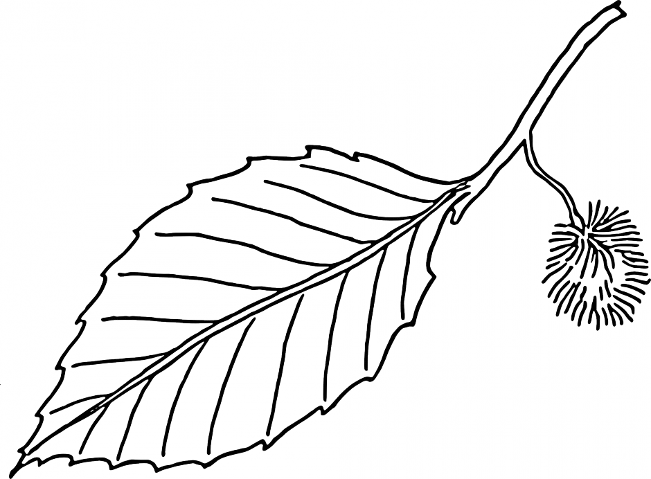 Desenhos de Folhas Para Colorir 37
