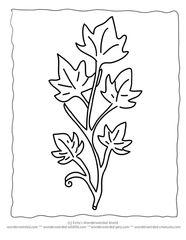 Desenhos de Folhas Para Colorir