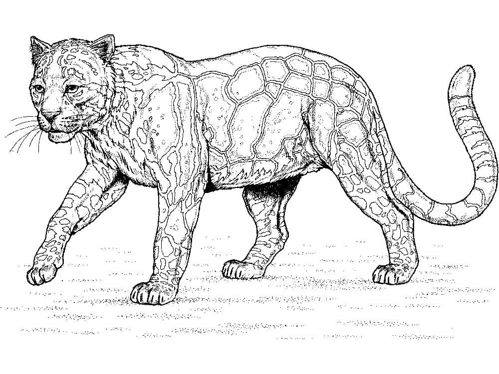 Leopardo Para Colorear 23