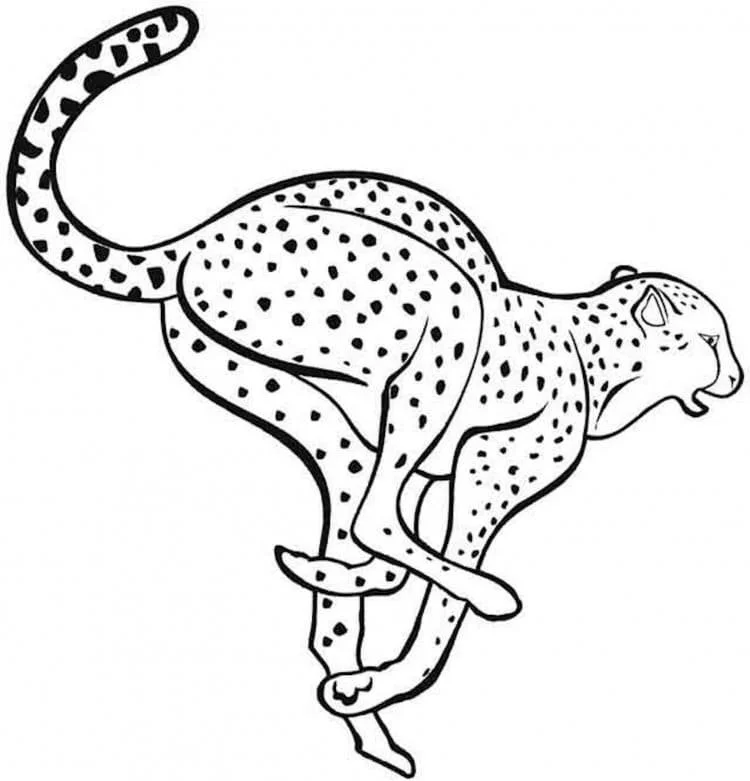 Leopard Coloring Pages 69
