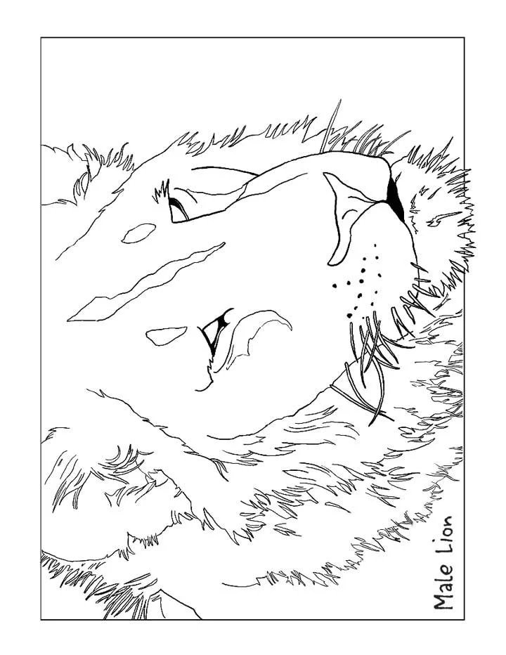 Lion Coloring Pages 72