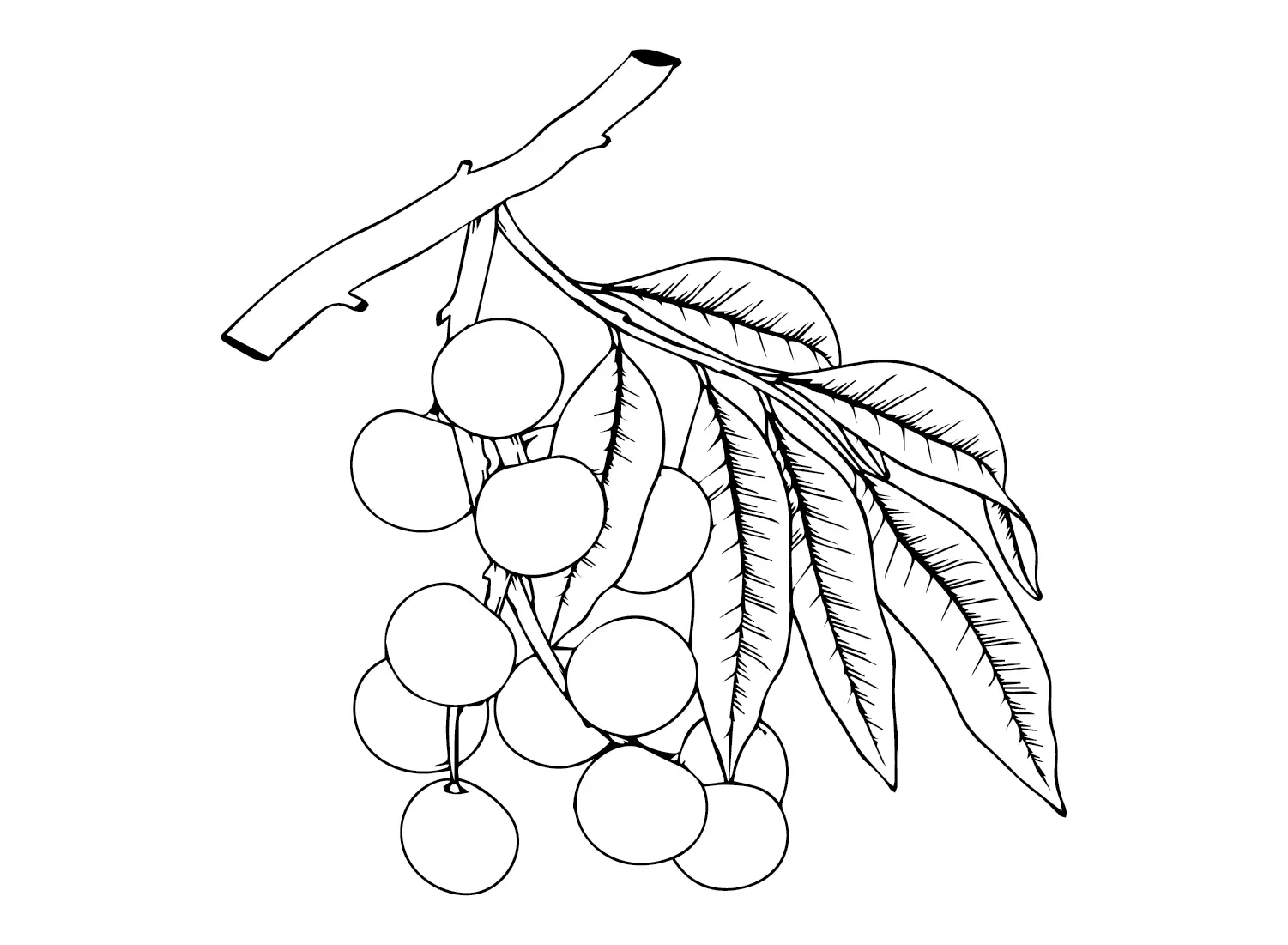 Desenhos de Longan Para Colorir