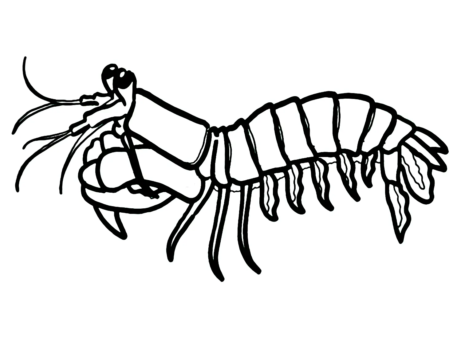 Mantis Shrimp Coloring Pages 1