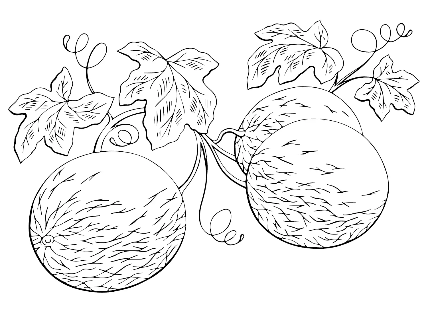 Melons Coloring Pages 14
